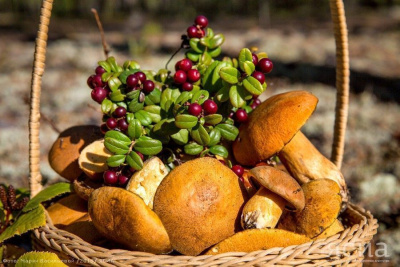 ФОТОРЕПОРТАЖ. Золотая осень / Вероника Аммосова   