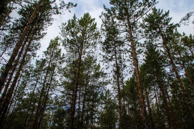 Продолжаются поиски двух пропавших женщин в селе Аппаны Намского района / Иван Евсеев  Намский Республика Саха (Якутия)