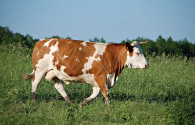Житель Томпонского района похитил корову у односельчанина, забил ее, а мясо продал / ЯСИА  Томпонский Республика Саха (Якутия)