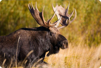 Минприроды опровергло резкое подорожание охотничьих ресурсов в России / ЯСИА   