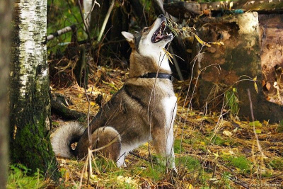 В Якутии предложили создать госпрограмму по развитию охотничьего собаководства / ЯСИА   Республика Саха (Якутия)