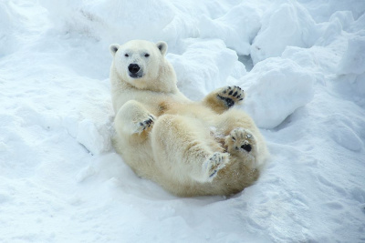 Зоопарк «Орто дойду»: Медведица Колымана может быть беременна, но 100% гарантии нет / Вероника Аммосова   Город Санкт-Петербург