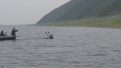 Отследить путь оленя. В Якутии при поддержке АЛРОСА провели мониторинг миграций диких оленей (ФОТО) / ЯСИА   Республика Саха (Якутия)