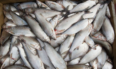 В Якутии с 2018 года возбуждено 25 уголовных дел по фактам незаконного вылова рыбы / ЯСИА   Республика Саха (Якутия)