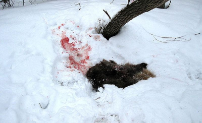 Смерть от когтей хищника. Следователи выясняют обстоятельства гибели Александра Крылова / ЯСИА   