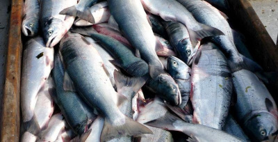 Кету и горбушу исключили из Красной книги Якутии / ЯСИА   Республика Саха (Якутия)