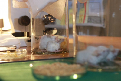 Эксперименты с мышами, робот-уборщик и муравьи. На фестивале науки собрались молодые исследователи / Вероника Аммосова   