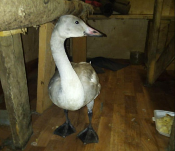 В Оймяконском районе золотодобытчики спасли погибающего лебедя / ЯСИА  Оймяконский Республика Саха (Якутия)