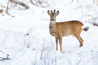 В Якутии ужесточили контроль за охотой на косулю / ЯСИА   Республика Саха (Якутия)