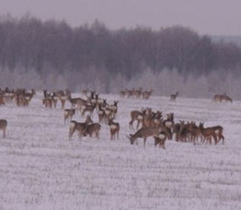 ФОТОФАКТ. Дикие косули облюбовали пашни Хангаласского улуса / ЯСИА  Хангаласский Республика Саха (Якутия)