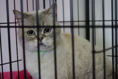 «Счастье в каждый дом». В Якутске проходит акция по устройству домашних животных / Николай Борисов Якутск Якутск Республика Саха (Якутия)