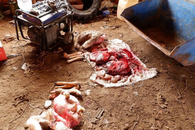 В ресурсном резервате «Кэнкэмэ» Якутии выявили факт браконьерства / ЯСИА   Республика Саха (Якутия)