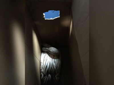 Фламинго прилетел в Якутск. Залетную птицу из Нюрбы доставил самолет «Полярных авиалиний» / ЯСИА   Республика Саха (Якутия)