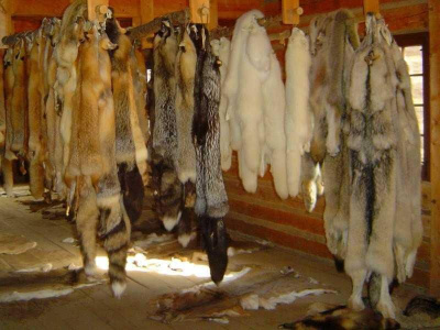 Сахабулт установил предельные закупочные цены на пушнину / ЯСИА   