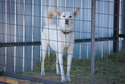 Минприроды РФ прописало правила работы приютов для животных / ЯСИА   