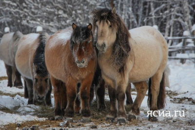 В Якутии возбуждено уголовное дело в отношении конокрадов / ЯСИА   Республика Саха (Якутия)