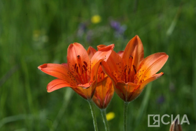 В Якутии в честь Дня Сардааны проводят онлайн-выставку / ЯСИА   