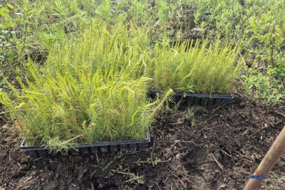 «Полюс Алдан» высаживает новый лес / ЯСИА   