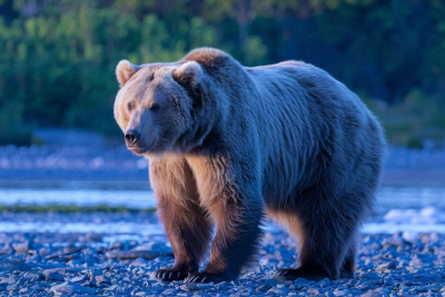 В Ленске второй раз с начала недели заметили медведя / ЯСИА   