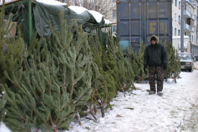 Ввозить в Якутию срубленные деревья можно только с карантинными сертификатами — Россельхознадзор / ЯСИА   Республика Саха (Якутия)