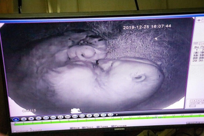 Колымана не выпускает малыша из объятий. В якутском зоопарке родился второй белый медвежонок / Санаайа Иванова   Республика Саха (Якутия)