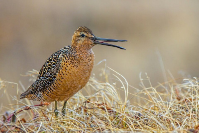 В Якутии из-за засухи в Центральной Азии стал гнездиться бекасовидный веретенник / ЯСИА   Республика Саха (Якутия)