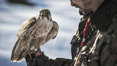 Первый в России соколиный питомник открыли на Камчатке / ЯСИА   