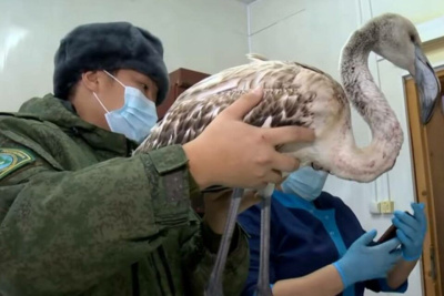 Будешь Гришей. Истории о том, как якутяне спасали животных в 2021 году / Иванова Светлана   Республика Саха (Якутия)