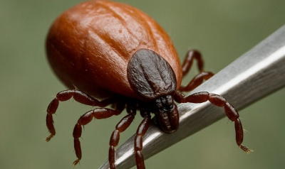 Клещи укусили более 500 человек в Якутске и районах / ЯСИА Якутск Якутск Республика Саха (Якутия)