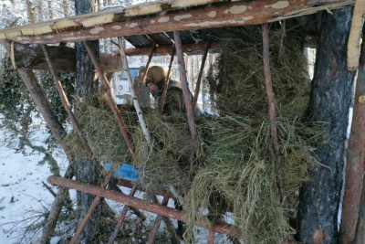 В Якутии общественники начали сезон подкормки лесных обитателей / ЯСИА   Республика Саха (Якутия)