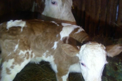 В Якутии Олимпиада родила Пекина / ЯСИА   Республика Саха (Якутия)