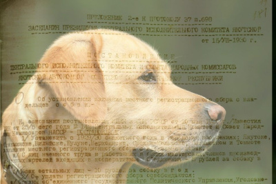 Архивный документ: Как в Якутии вводили налоги на собак / ЯСИА   Республика Саха (Якутия)