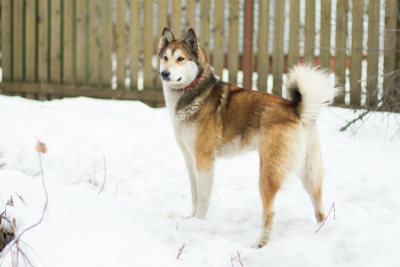 В Чурапчинском улусе нерадивым хозяевам собак выдали предписания   / ЯСИА  Чурапчинский Республика Саха (Якутия)