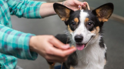 Акцию в День стерилизации домашних животных проведут в Якутии / Иванова Светлана   Республика Саха (Якутия)