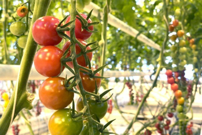 Более 30 предприятий резидентов ТОР и СПВ выращивают овощи и зелень для Дальнего Востока и Арктики / ЯСИА   Город Владивосток