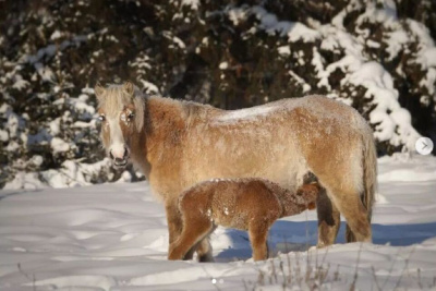 Фотофакт. В Сунтарском улусе Якутии родился ранний жеребенок / ЯСИА  Сунтарский Республика Саха (Якутия)