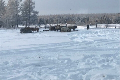 Агростартапер Степан Карпов развивает табунное коневодство в Якутии / ЯСИА   Республика Саха (Якутия)