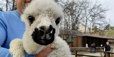 Рождённую в Бахчисарае альпаку назвали Стоп коронавирус / ЯСИА   