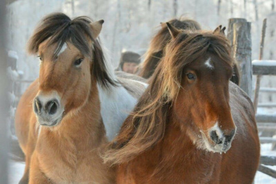 Ветеринары рассказали о причине гибели лошадей в Якутии / ЯСИА   Республика Саха (Якутия)