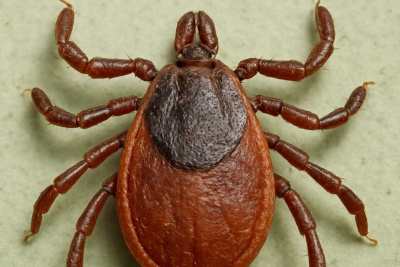 В Якутске наблюдается увеличение числа случаев укусов клещей / ЯСИА   