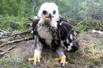 Орнитолог прокомментировал видео с необычной птицей в Якутии / Мария Горохова   Республика Саха (Якутия)