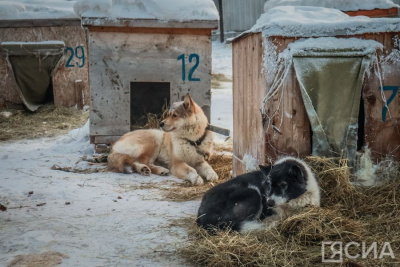В Якутии расширят пункты передержки животных в муниципалитетах  / ЯСИА   Республика Саха (Якутия)