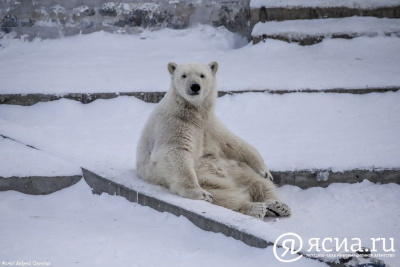 Международный день белого медведя отметят в Ленинградском зоопарке / Анастасия Филиппова   