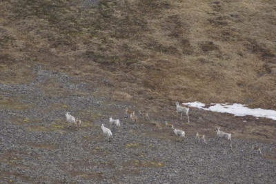 Диких северных оленей посчитали с воздуха в Якутии / ЯСИА   Республика Саха (Якутия)