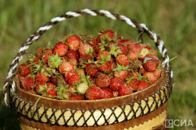 Сезон сбора земляники и голубики начнется с 10 июля в Якутии / ЯСИА   Республика Саха (Якутия)