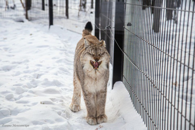 В зоопарке «Орто Дойду» грядет большое новоселье / Галина Мозолевская   