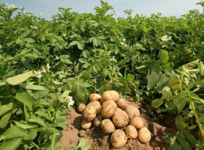 В Якутии введены новые субсидии на заготовку овощей / ЯСИА   Республика Саха (Якутия)