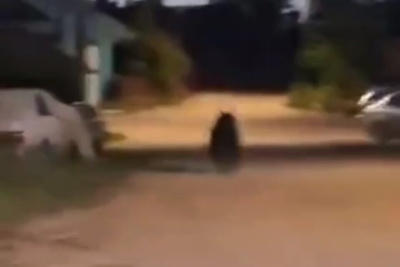 По улицам Ленска бродит медведь. Объявлен сбор охотников            
                UPD / ЯСИА   