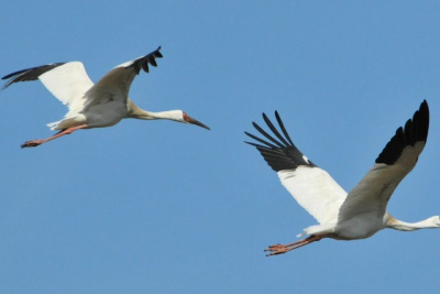 В Якутии определили шаги по реализации проекта «Полет стерха» / ЯСИА   