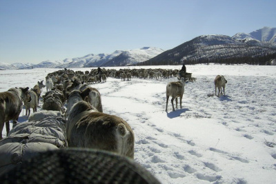 Оленевод Александра Черкашина: Олень есть - эвен есть! / ЯСИА   